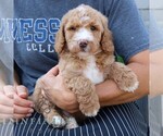 Small #3 Goldendoodle