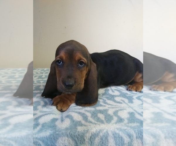 Medium Photo #1 Basset Hound Puppy For Sale in PETERSBURG, IN, USA