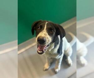 Border Collie-Unknown Mix Dogs for adoption in Visalia, CA, USA
