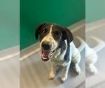 Small Border Collie Mix