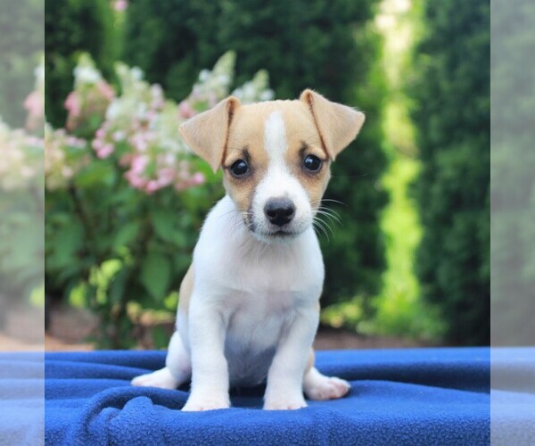 Medium Photo #1 Jack Russell Terrier Puppy For Sale in LEBANON, PA, USA