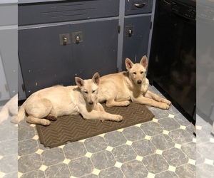 German Shepherd Dog Dogs for adoption in THURMOND, NC, USA