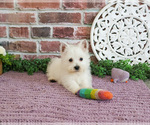 Small #12 West Highland White Terrier