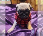 Small Photo #6 Pug Puppy For Sale in WHITTIER, NC, USA