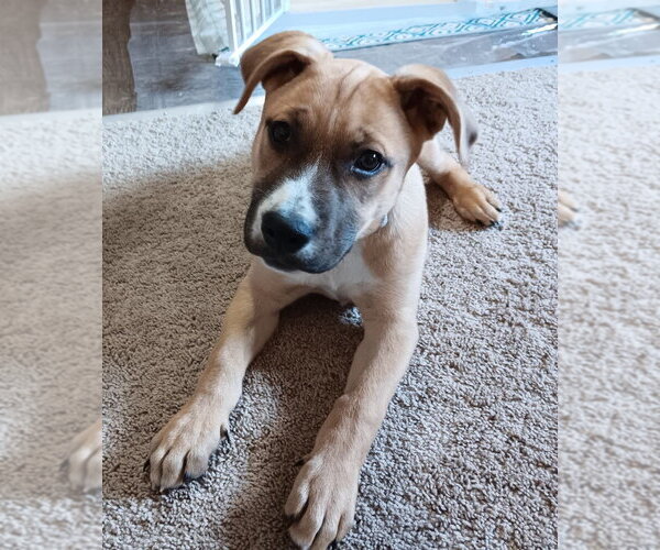 Medium Photo #12 German Shepherd Dog-Unknown Mix Puppy For Sale in Lakewood, CO, USA