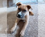 Small #11 German Shepherd Dog Mix