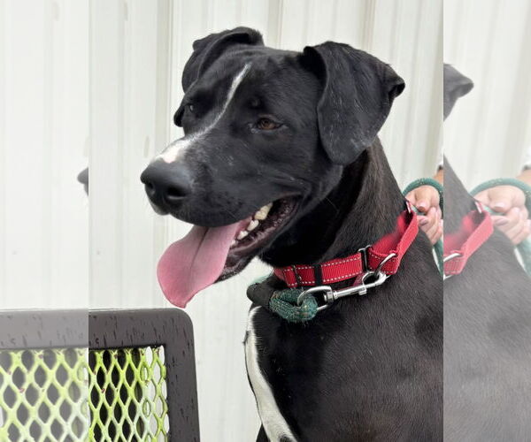 Medium Photo #8 Mutt Puppy For Sale in Rustburg, VA, USA