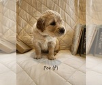 Small Photo #6 Golden Retriever Puppy For Sale in RINDGE, NH, USA