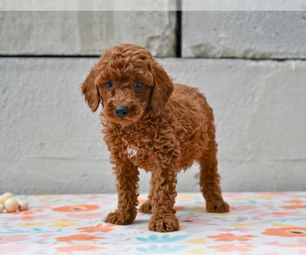Medium Photo #3 Poodle (Miniature) Puppy For Sale in MILLERSBURG, OH, USA