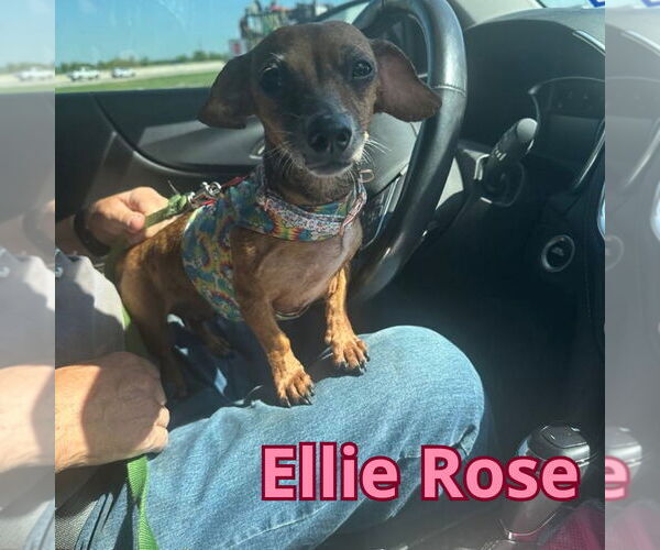 Medium Photo #15 Dachshund Puppy For Sale in San Antonio, TX, USA