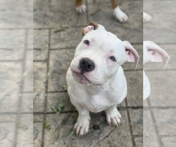 Medium Photo #2 Mutt Puppy For Sale in Fenton, MO, USA