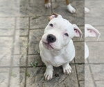 Small Photo #2 Mutt Puppy For Sale in Fenton, MO, USA