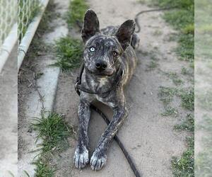 German Shepherd Dog-Unknown Mix Dogs for adoption in Modesto, CA, USA