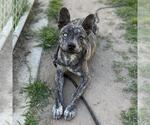 Small German Shepherd Dog Mix