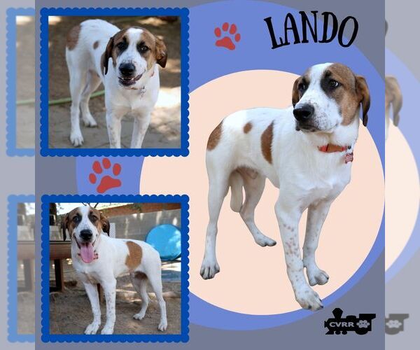 Medium Photo #1 Anatolian Shepherd-Unknown Mix Puppy For Sale in Lindsay, CA, USA