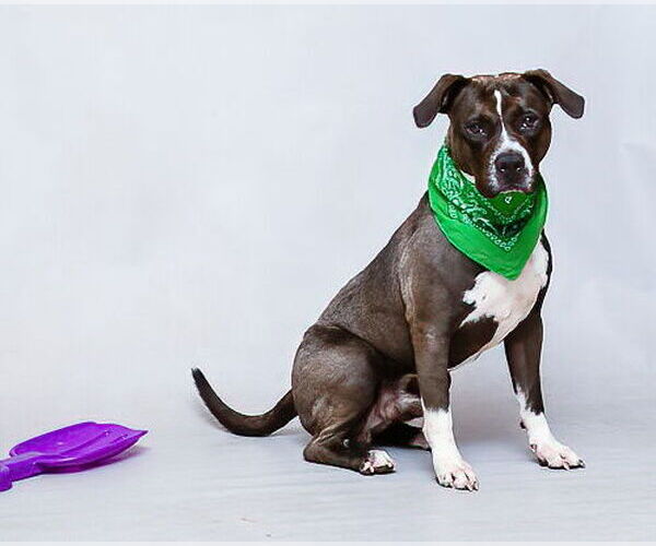 Medium Photo #2 Mutt Puppy For Sale in Sanford, FL, USA