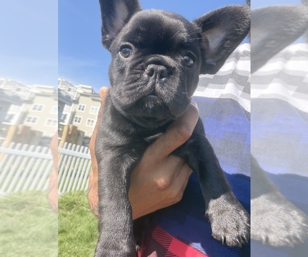 Medium Photo #8 French Bulldog Puppy For Sale in ARVERNE, NY, USA