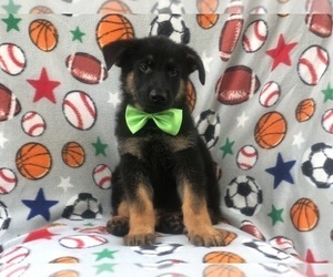German Shepherd Dog Puppy for sale in LAKELAND, FL, USA