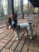 Small Photo #1 French Bulldog Puppy For Sale in SAINT JOHNS, FL, USA