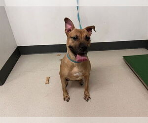 Staffordshire Bull Terrier Dogs for adoption in Corona, CA, USA