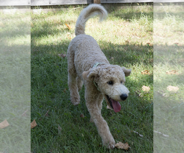 Medium Photo #7 Goldendoodle Puppy For Sale in TOPEKA, KS, USA
