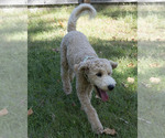 Buddy - Male Goldendoodle Puppy for Sale - Photo #7