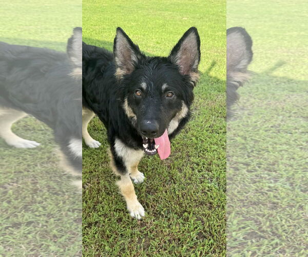 Medium Photo #2 German Shepherd Dog Puppy For Sale in New Hill, NC, USA