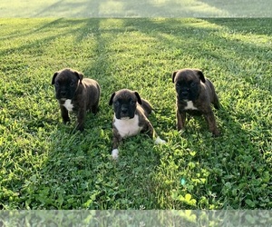 Boxer Puppy for sale in CROWN CITY, OH, USA