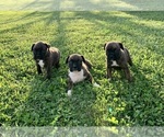 Small Photo #1 Boxer Puppy For Sale in CROWN CITY, OH, USA