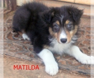 Australian Shepherd Puppy for sale in GLADE HILL, VA, USA