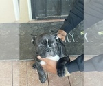 Small Photo #2 French Bulldog Puppy For Sale in EL CERRITO, CA, USA