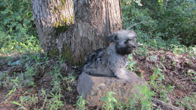 Medium Photo #2 Havanese Puppy For Sale in CLINTON, AR, USA
