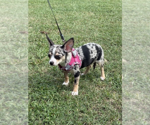 Medium Photo #4 Chihuahua Puppy For Sale in SALISBURY, MD, USA
