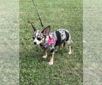 Small #3 Chihuahua