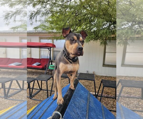 Medium Photo #7 Rus-A-Pei Puppy For Sale in Chandler, AZ, USA