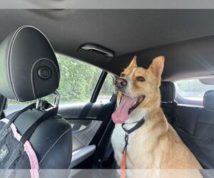 Akita-Unknown Mix Dogs for adoption in The Woodlands, TX, USA