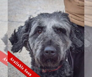 Pyredoodle Dogs for adoption in Huntley, IL, USA