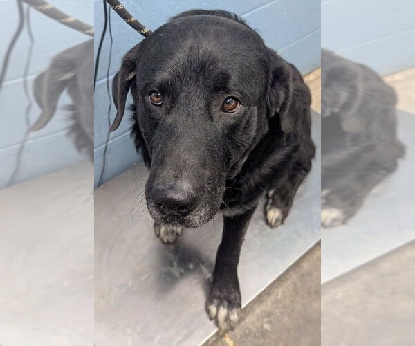 Medium Photo #2 Retriever -Unknown Mix Puppy For Sale in Evansville, IN, USA