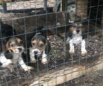 Small Photo #5 Beagle Puppy For Sale in ANNISTON, AL, USA