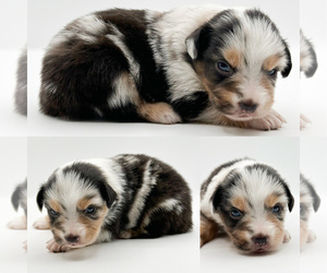 Miniature Australian Shepherd Puppy for sale in BROOKER, FL, USA
