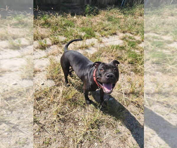 Medium Photo #2 Mutt Puppy For Sale in Evansville, IN, USA
