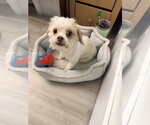 Small #2 Maltipoo (Miniature)