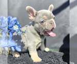 Small #9 French Bulldog