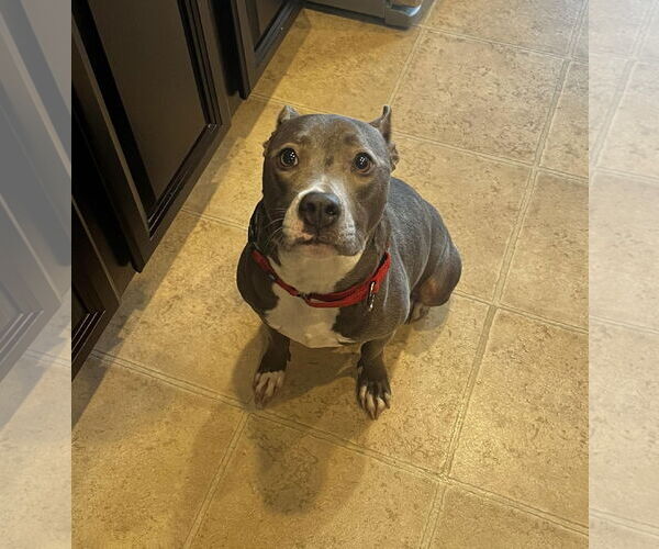 Medium Photo #17 Mutt Puppy For Sale in Mount Laurel, NJ, USA