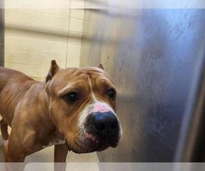 American Bulldog-Unknown Mix Dogs for adoption in Rockwall, TX, USA