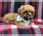 Small #1 Lhasa Apso