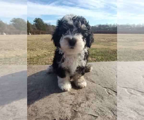 Medium Photo #1 Sheepadoodle Puppy For Sale in MOUNT ULLA, NC, USA
