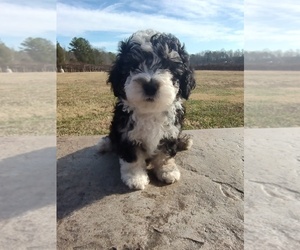 Sheepadoodle Puppy for sale in MOUNT ULLA, NC, USA