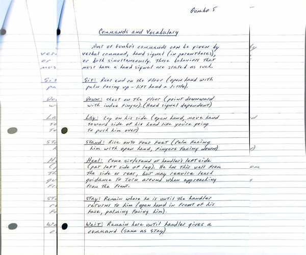 Medium Photo #8 American Bulldog-German Shorthaired Pointer Mix Puppy For Sale in Visalia, CA, USA