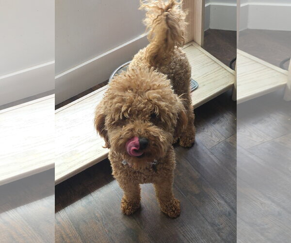 Medium Photo #3 Goldendoodle (Miniature) Puppy For Sale in Sandy, UT, USA